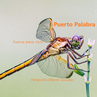 PUERTO PALABRA