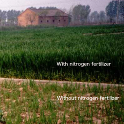 Nitrogen and climate change