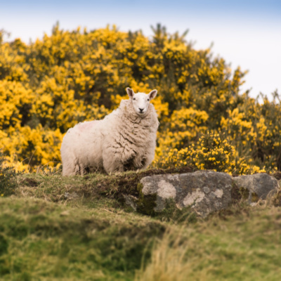 普 简 22年4月25日 一 传道书4 13 16 为谁而活by 天天靈聽 普 简 22年4月25日 一 传道书4 13 16 为谁而活by 天天靈聽