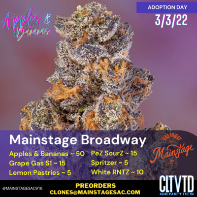 CLTVTD Genetics | Audio Journal | the journey of a startup cannabis nursery |@CLTVTD_mg