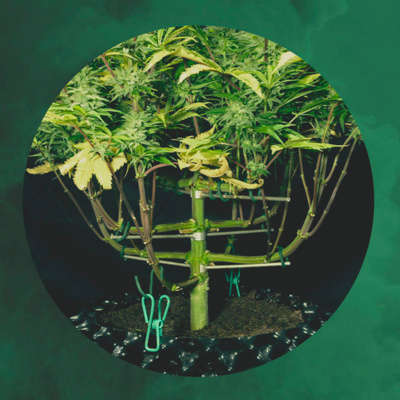 Royal Queen Seeds - Cannabis podcast