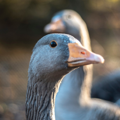 What We'll See in the Lame Duck and the Next Year in Congress