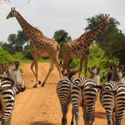 Safari Secrets (25 januari 2023)