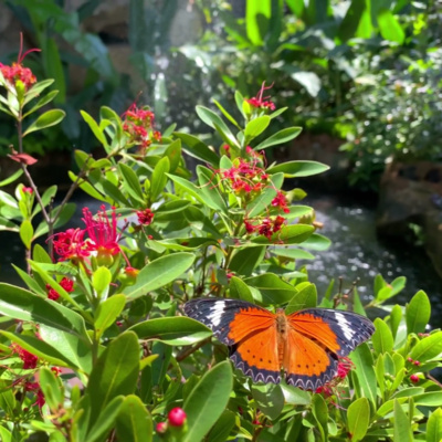 Enchanted Butterfly Garden Ambiance (Asmr Waterfall Sounds & Birds Chirping)