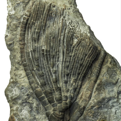 Geology Bites