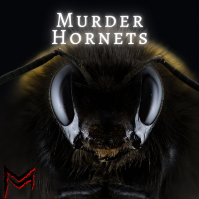 Sweeter than Honey episode artwork