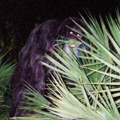 #50 | Skunk Ape