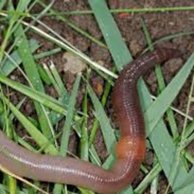 Episode # 2---Earthworms Taste Like Bacon?!