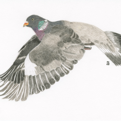 The Nurturing Wood Pigeon episode artwork