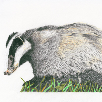 The Indomitable Badger episode artwork