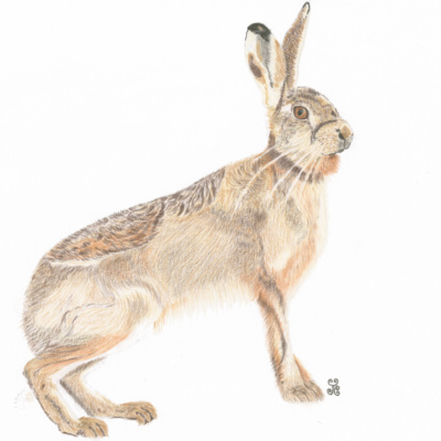 The Enigmatic Brown Hare episode artwork