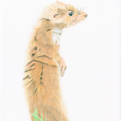 The Weasel Huntress episode artwork