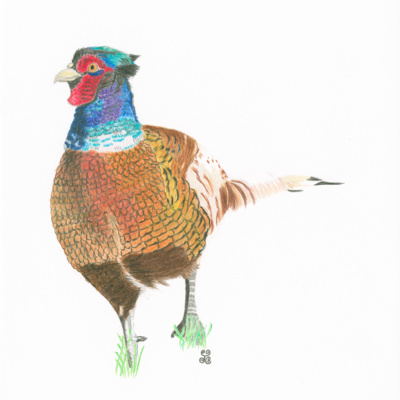 The Flamboyant Pheasant episode artwork