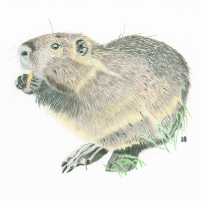 The Heart Shaped Beaver episode artwork
