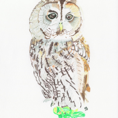 Tawny Owl Dreaming episode artwork