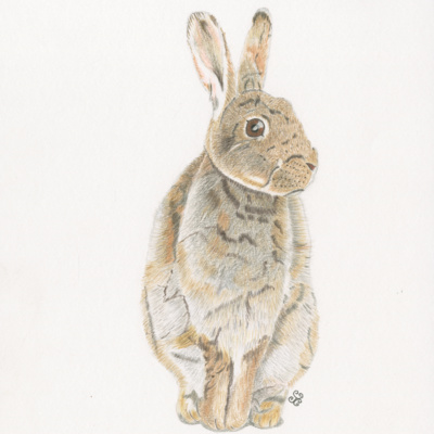 My Wild Britain Collection - An Introduction and Invitation episode artwork