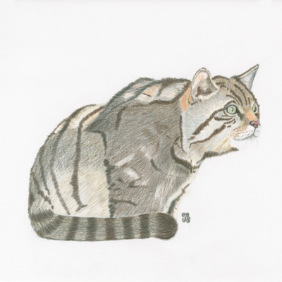 The Highland Tiger episode artwork