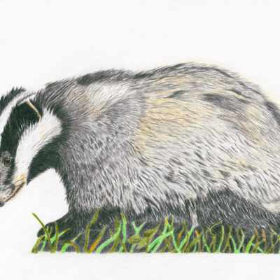 Does Badger Wisdom Speak To You? episode artwork