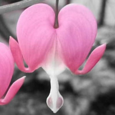 Episode 1: Libi, what's in your heart? A guide to Czech Language