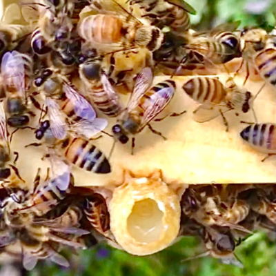 Mind Your Hives Beekeeping