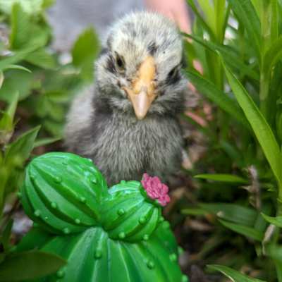 Episode 18: Sarah Rehborg Serves Up Baby Chicks, Summer Books, and Bad Music episode artwork