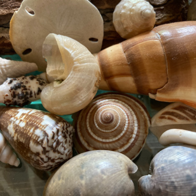 Currently playing episode