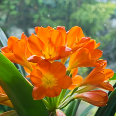 55: Raffaele Di Lallo, Clivia, Boxwood pruning