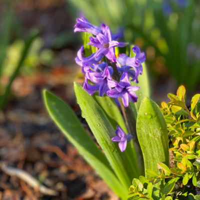 57:Linda Vater, Hyacinth, Camellia tips