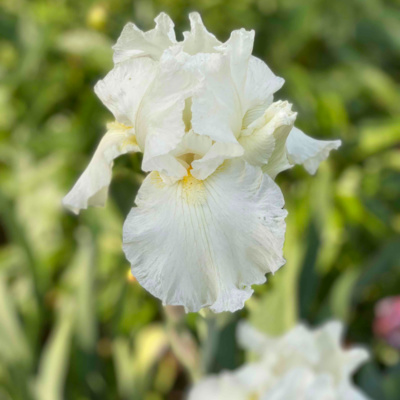 Cathy Corlett on Rain Gardens and More, the Bearded Iris, 63