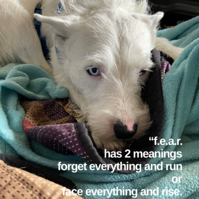 DAILY AFFIRMATION FOR 4/14/2021 F.E.A.R has two meanings – Forget everything and run or Face everything and rise. The choice is yours”– 28 DAYS A HABIT, 90 DAYS A LIFESTYLE AUTHOR CHRIS EDWARDS