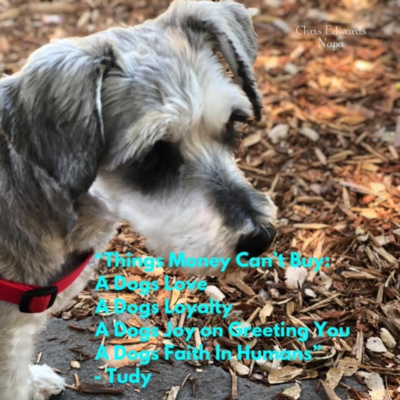 Positive News – Daily Affirmation from a dogs perspective: 6-2-21, 28 Days A Habit, 90 Days A Lifestyle