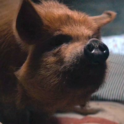 Pig