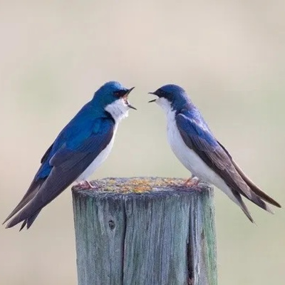 Negotiators Need To Know How To Use 5 Conflict Resolution Strategies