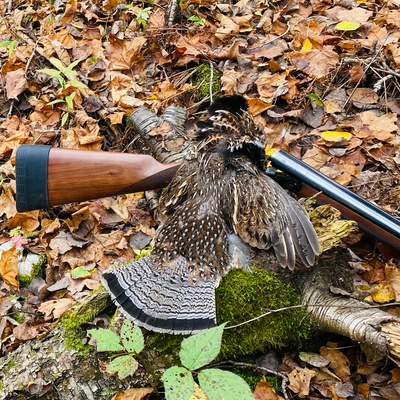 Hunting Wisconsin Ruffed Grouse October 2021. Busting brush and chasing Ruffs in Wisconsin. 