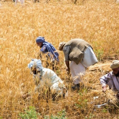 Episode 6| Indian Farmers Protest and Pakistan's Agricultural Sector (Part-2) | Hassan Rizwan Chattha 