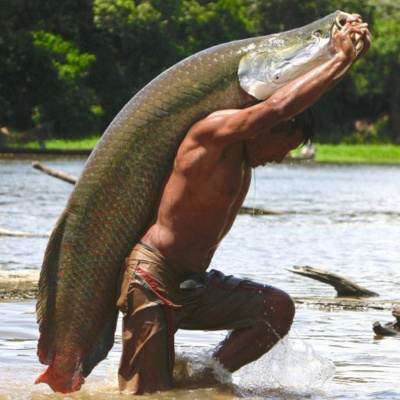 PIRARUCU, o Pod\'Peixe