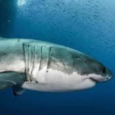 Save the Sharks!