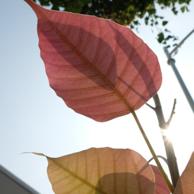 Ep 8 百褶裙的花季 8 菩提樹葉 第七回by 歲月如歌 A Podcast On Anchor