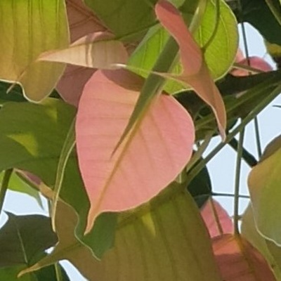 Ep 2 百褶裙的花季 2 菩提樹葉 第一回by 歲月如歌 A Podcast On Anchor