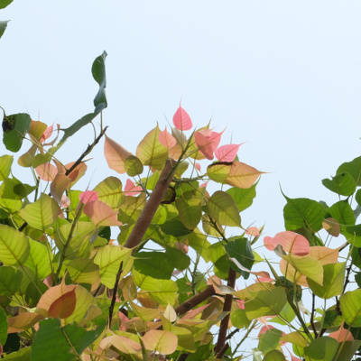 Ep 8 百褶裙的花季 8 菩提樹葉 第七回by 歲月如歌 A Podcast On Anchor