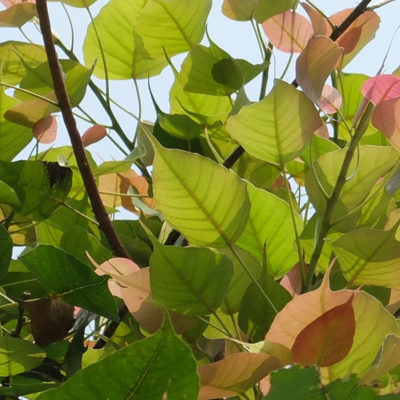 Ep 8 百褶裙的花季 8 菩提樹葉 第七回by 歲月如歌 A Podcast On Anchor