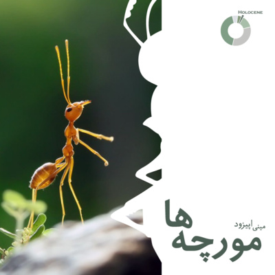 کاور 3. Ants | مورچه‌ها