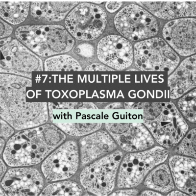 #7 The Multiple Lives of Toxoplasma gondii (Pascale Guiton)