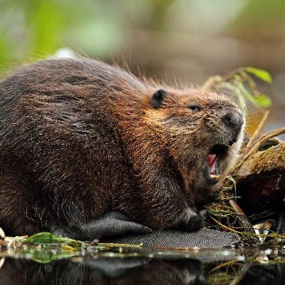 La Conspiración Inútil