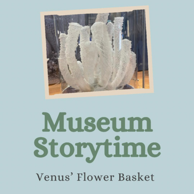 Venus' Flower Basket