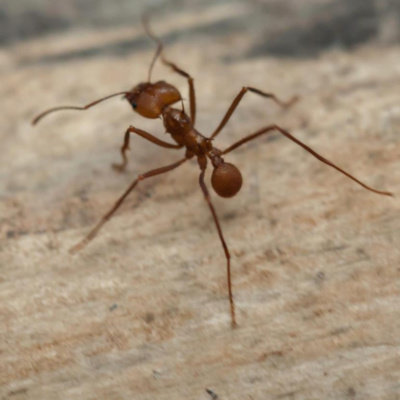 We're like ants to 