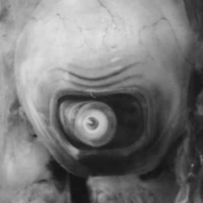Comparing 1950s movie aliens with the real thing