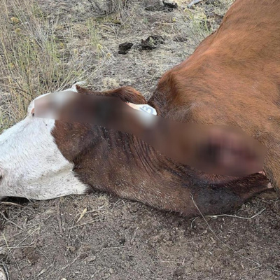 Are aliens behind recent cattle mutilation catastrophe in Colorado?