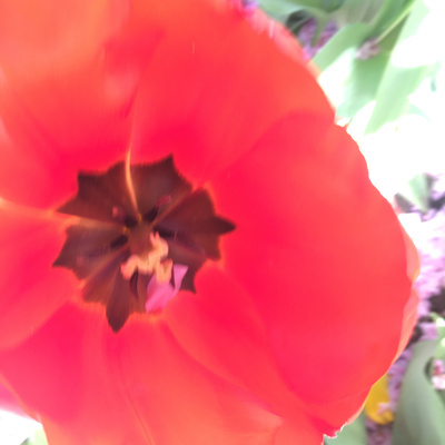 Bilingual (Ar-En) Kids' Story : Blue Bird Saves the Red Flower ‏الطائر الازرق ينقذ الوردة الحمراء