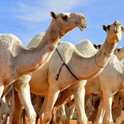 54. Expensive Camels in Saudi Arabia - Abdula